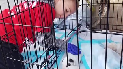 Dodo Heroes - Se2 - Ep04 HD Watch