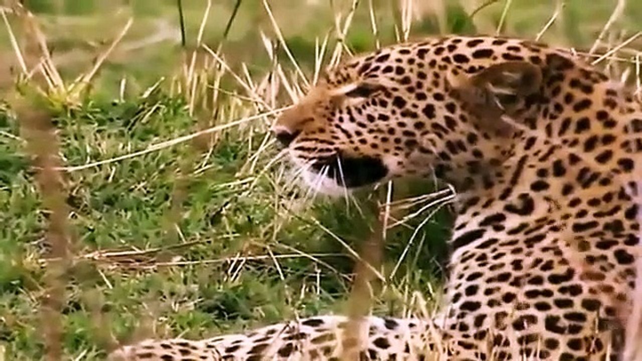 Big Cat Diary - Se2 - Ep10 HD Watch