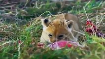 Big Cat Diary - Se2 - Ep04 HD Watch