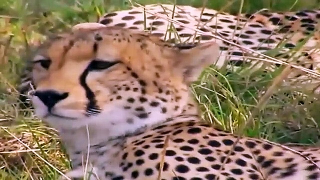 Big Cat Diary - Se2 - Ep11 HD Watch