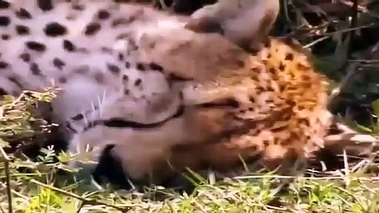 Big Cat Diary - Se2 - Ep13 HD Watch