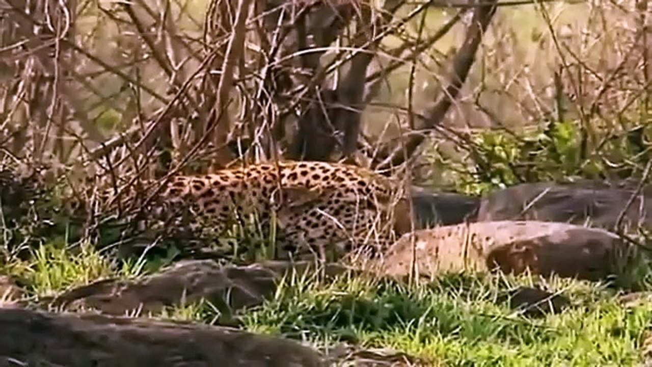 Big Cat Diary - Se2 - Ep15 HD Watch
