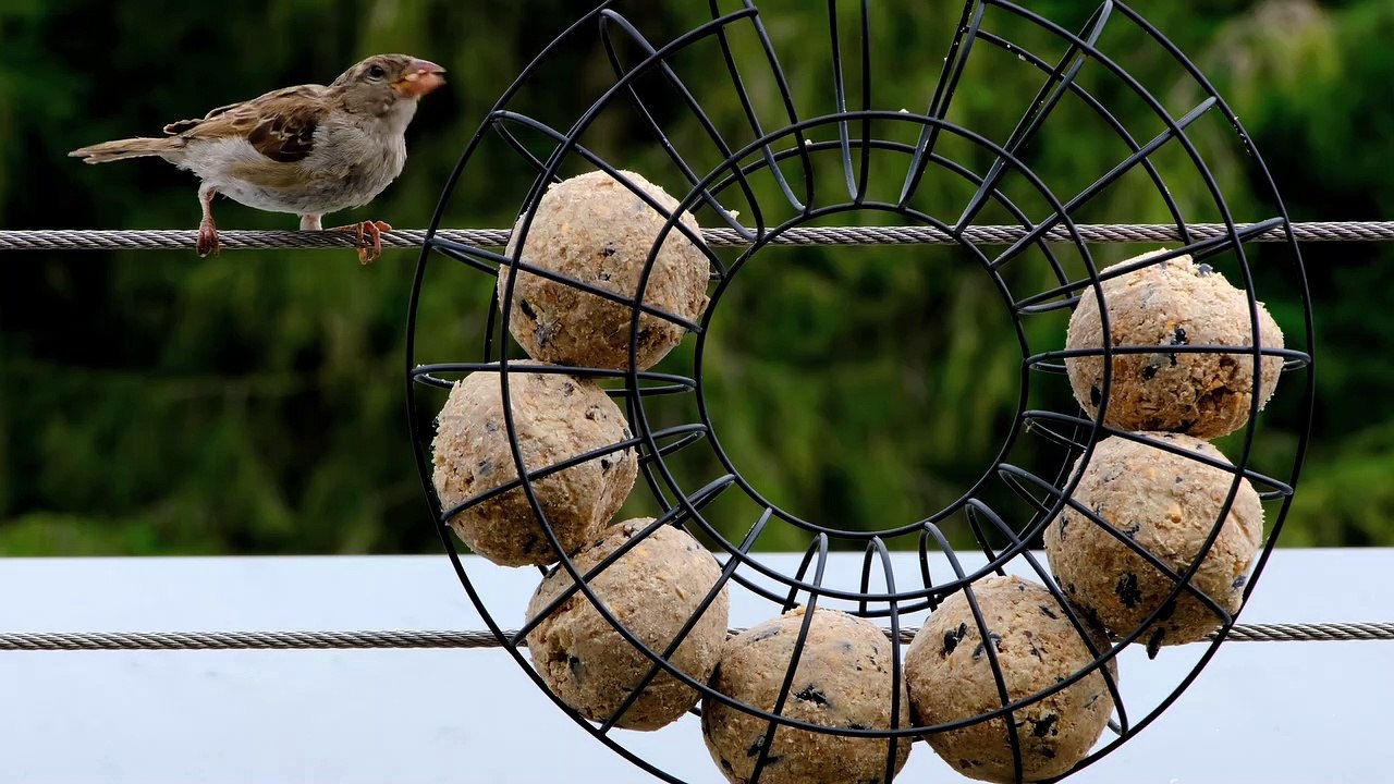 Animal Bird's Beautiful Sparrows In Lunch Best Video 2.0