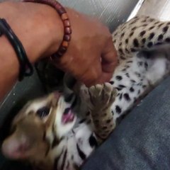 Cutest kitten adorable Video's