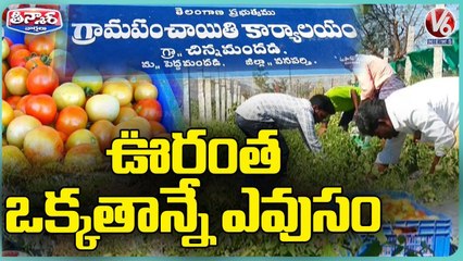 Complete Village Farming In One Place At Chinnamandadi Village |Wanaparthy Dist |V6 Weekend Teenmaar