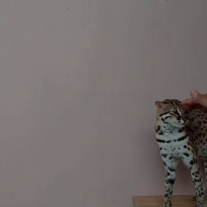 Asian Bobcat / Prionailurus bengalensis worth it?