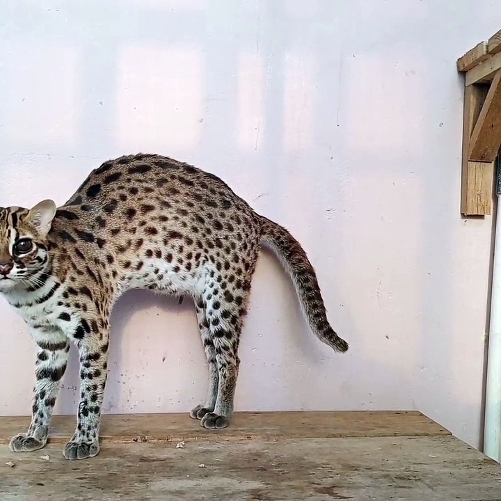 DO YOU WANT TO CARE JAVANESE FOREST CATS?