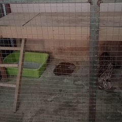 Get to know the Javanese Forest Cat, a Cute Animal Protected by Law