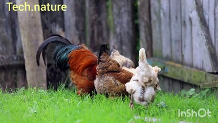 Beautiful nature video 4k quality Beautiful nature video 4k quality