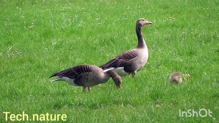 Beautiful nature video 4k quality