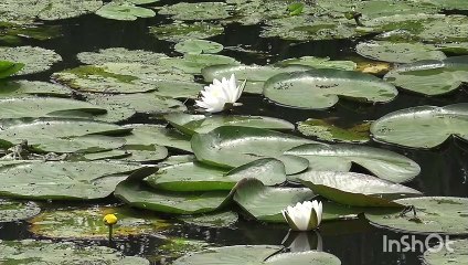 Beautiful nature video 4k quality