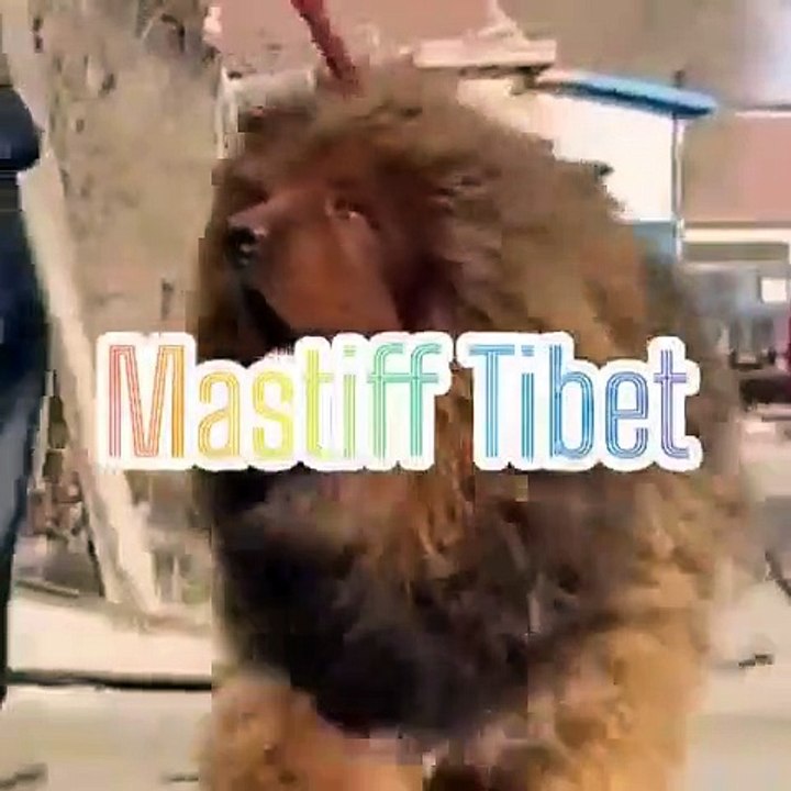 Top 10 Most Dangerous Dogs in the World #dog #shorts #dailymotion