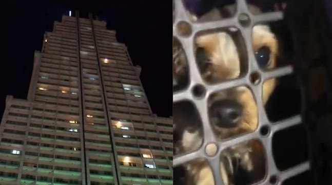 Esenyurt'ta şiddet gören köpek kurtarıldı; gözaltına alınan sahibine hayvanseverler tepki gösterdi
