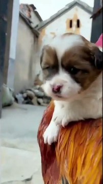 VIDEO_c6aad2fa-466a-4112-80be-c139b4f475df