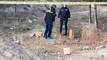 Köpekleri beslemeye giden grubun korkunç manzarayı görünce elleri ayaklarına dolaştı: İkisinin gözleri oyulmuş