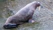 Arctic walrus named Thor has appears off the coast of Yorkshire