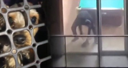 Şiddet gören köpek kurtarıldı: Sahibi gözaltına alındı