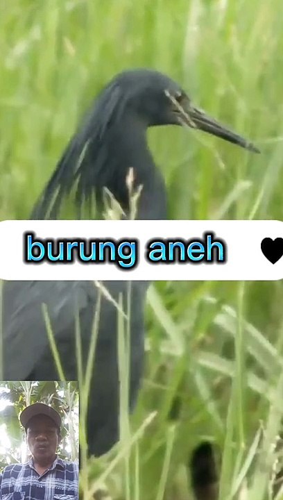 Burung bisa ngumpet
