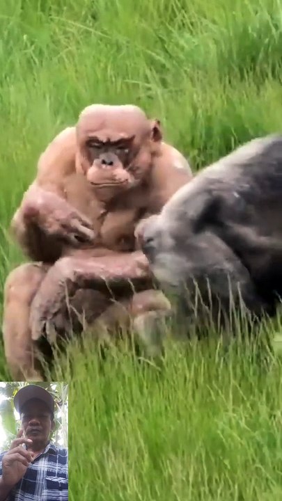 Orang hutan