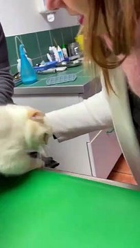 Les retrouvailles entre Fuschia et ses maîtresses.