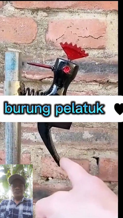 Burung pelatuk