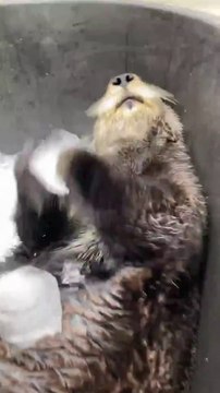 SEA OTTER Named the Top TikTok of 2021! #shorts
