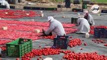 بدء موسم تجفيف الطماطم في الأقصر لتصديرها للخارج