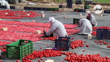 بدء موسم تجفيف الطماطم في الأقصر لتصديرها للخارج