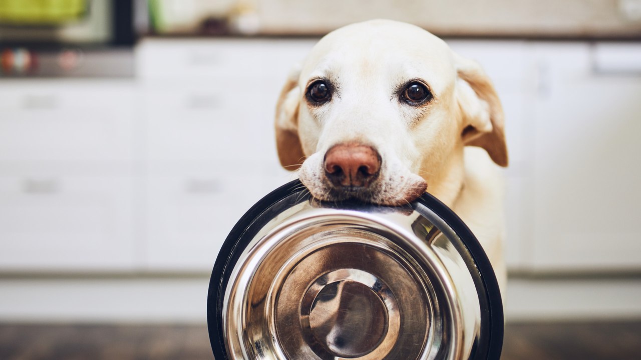 Veganuary: Kann ich meinen Hund vegan ernähren?