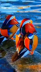 Beautifull birds