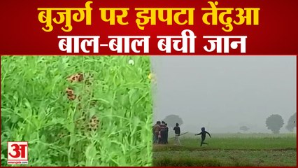 Mirzapur News : खेत गए बुजुर्ग पर तेंदुए ने कर दिया हमला, बाल-बाल बची जान, ग्रामीणों में दहशत