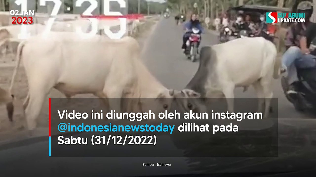 Dua Ekor Sapi Berantem, Pemotor Kena Imbasnya
