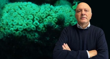 Prof. Dr. Öztürk’ten mercan avcılığı tepkisi: Büyük akvaryumlara veriliyor