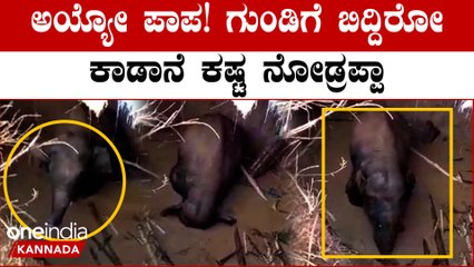 ಗ್ರಾಮಸ್ಥರು ತೋಡಿದ್ದ ಗುಂಡಿಗೆ ಬಿದ್ದು ಮೇಲೆ‌ ಬರಲಾಗದೇ ಘೀಳಿಟ್ಟ 5 ವರ್ಷದ ಗಂಡು ಆನೆ