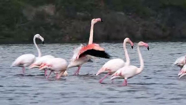 Flamants roses dans la brume (4K) - Pink flamingos