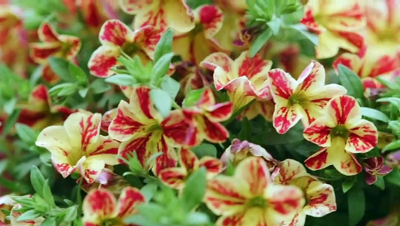 Mon fiancé mystère Bande-annonce (EN)