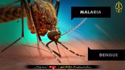 Keep flies away from the kitchen - Makhion ko Bhagany Ka Totka - IT