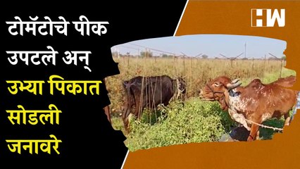 दर कोसळल्याने टोमॅटो पीक उपटले अन् उभ्या पिकात सोडली जनावरे | Nashik | Tomato farming