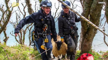 These Animals Got Help After Getting Into Trouble