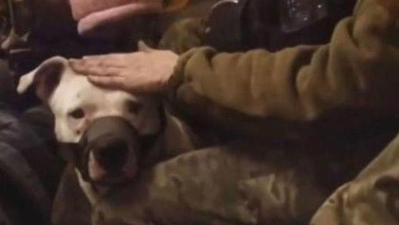 Rusya ile Ukrayna arasındaki ilginç takas! Son esir değişiminde pitbull da yer aldı