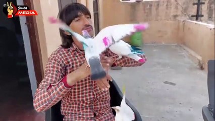 ❤Love with birds, kabutar...