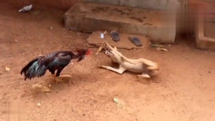 Epic Clash: Rooster vs. Dog 🐔🐶 - Watch the Intense Fight