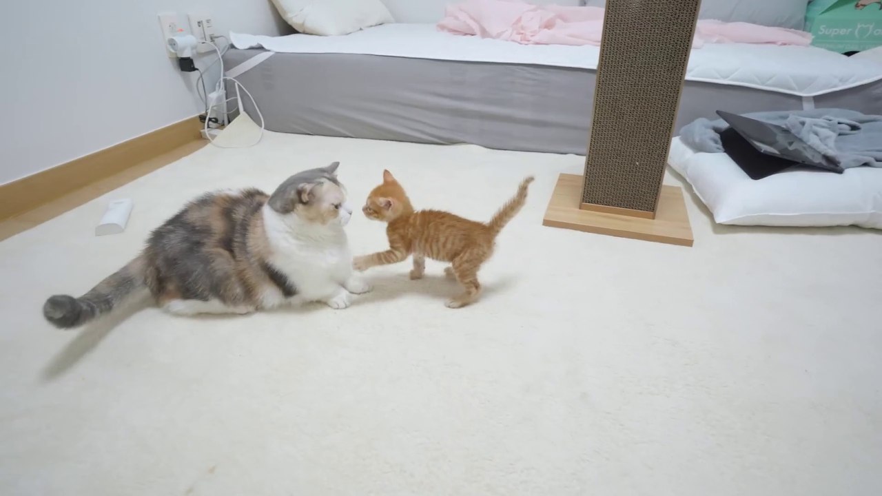 How does a kitten react when it meets a very big cat_