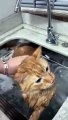 Cute Funny Cats Biral Clips || Best #funny Cute Cats #shorts Video || #trending #animals #reels