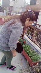 terrace garden. Northeastern Indian married couple plucking coriander and lime