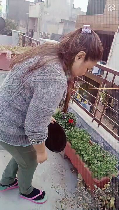 terrace garden. Northeastern Indian married couple plucking coriander and lime