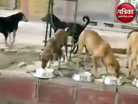 हर रोज 3 हजार बेसहारा कुत्तों का पेट भरते हैं नोएडा के विदित, कई भट्टियों पर बनता है खाना
