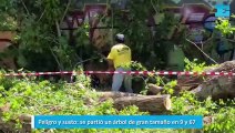 Peligro y susto, se partió un árbol de gran tamaño