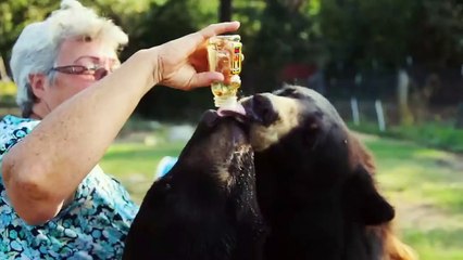 10 Unusual Pets You Will See For the First Time in Your Life...