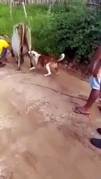 Mental dog bite and smile.